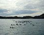 Кайры на волнах. Баренцево море