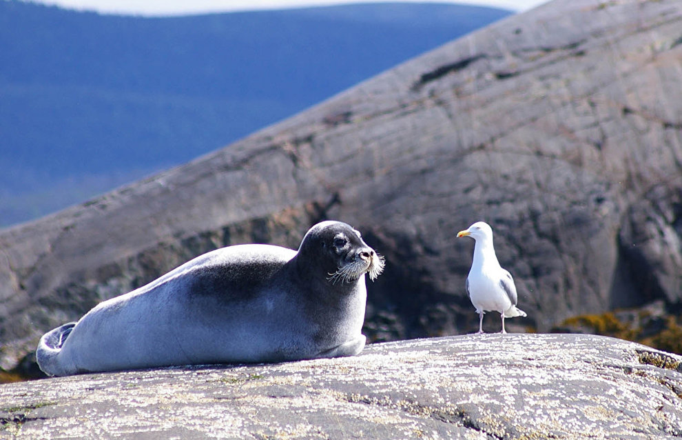 A bearded seal and a herring gull