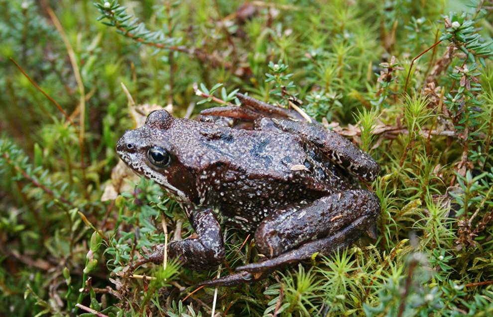 Common frog (Rana temporaria)