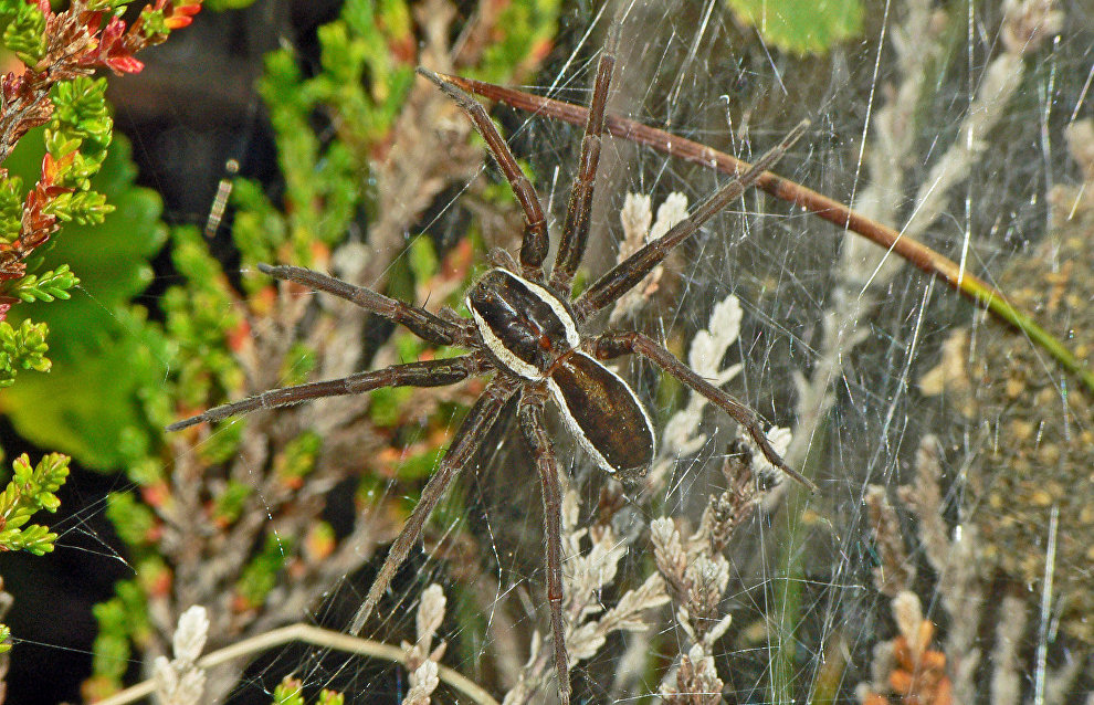 Raft spider in a nest (Dolomedes fimbriatus)