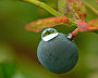 Bilberry (Vaccínium myrtíllus)