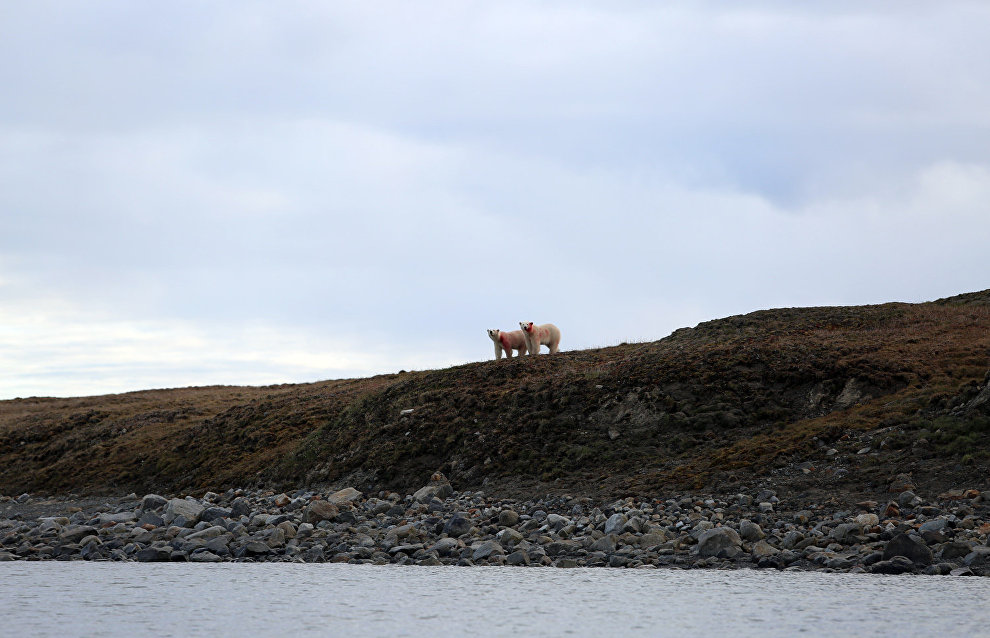 Great Arctic State Nature Reserve