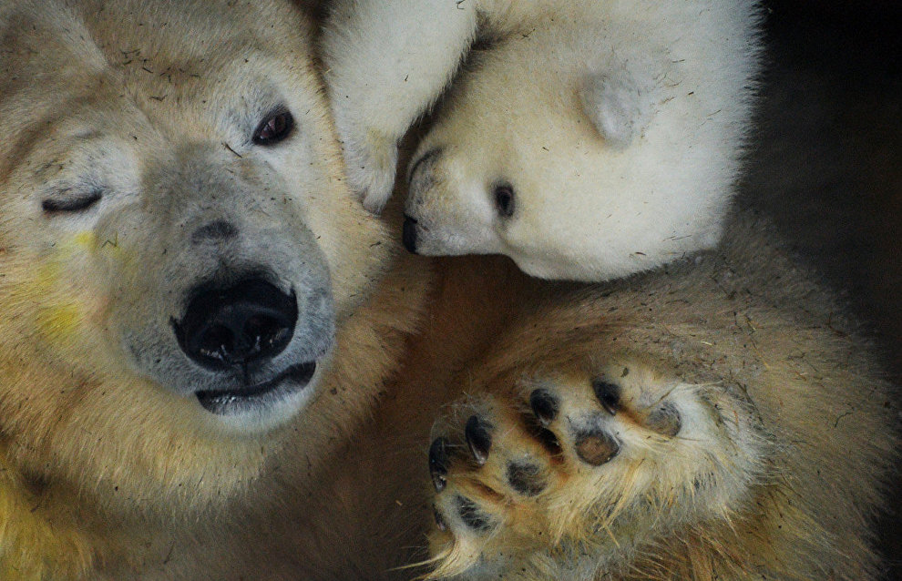 Bear cub saved on Wrangel Island