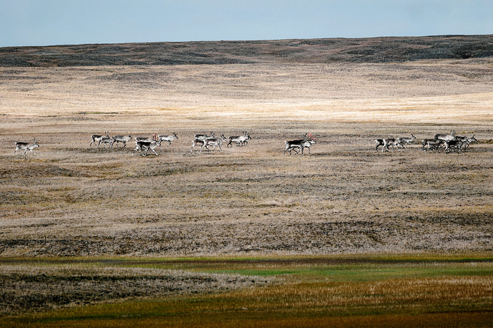 A herd of deer in the vast expenses of the New Siberian Islands archipelago 