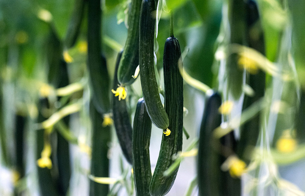 Yakutia expects a record harvest of cucumbers, tomatoes and greens