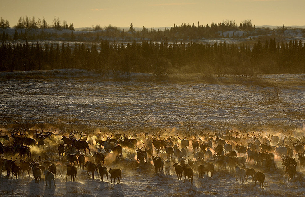 В Ненецком округе более 120 тыс. голов оленей вакцинируют от сибирской язвы