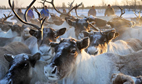 В Ненецком округе изменили порядок поддержки оленеводства