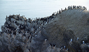 На некоторых скалах плотность птиц чрезвычайно высока. Новая Земля. 2016