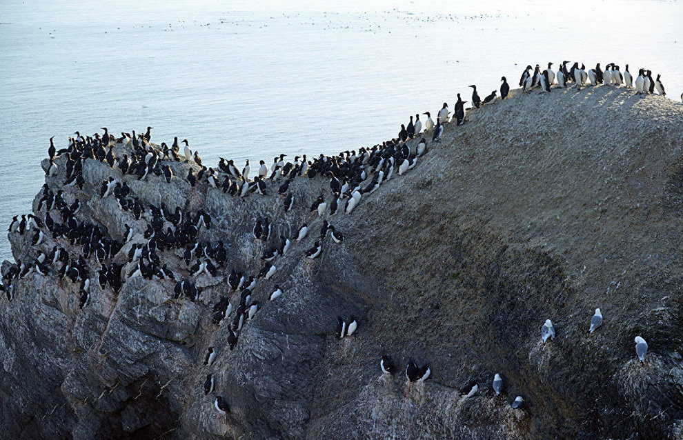 На некоторых скалах плотность птиц чрезвычайно высока. Новая Земля. 2016