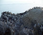 Some cliffs are swarming with birds. Novaya Zemlya 2016