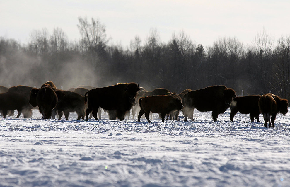 Bison heard to be released into the wild in Yakutia this year