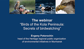The webinar “Birds of the Kola Peninsula: Secrets of birdwatching”