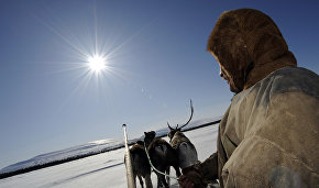 Chukotka reindeer herders awarded bonuses for successful work