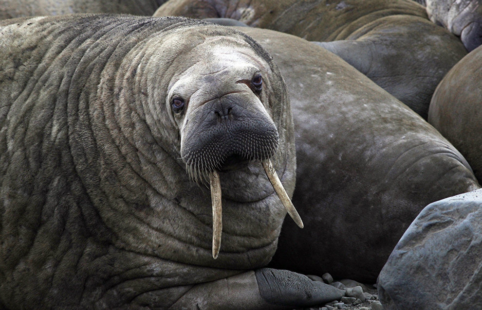 Efforts to protect walrus haulouts in Nenets Nature Reserve