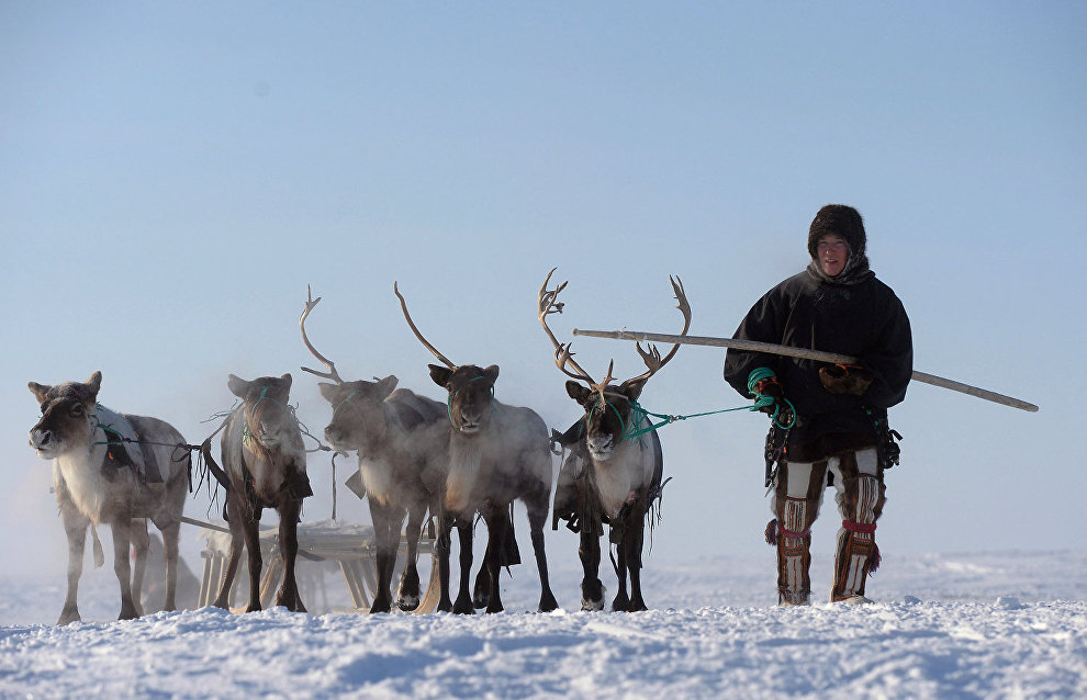 Meat standards: Naryan-Mar reindeer breeders and vets review rules for exporting meat to Europe