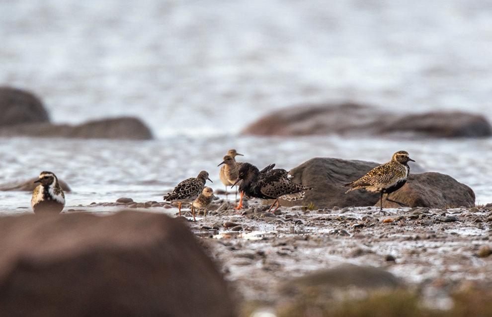 Китайские учёные примут участие в мониторинге редких арктических птиц на Ямале
