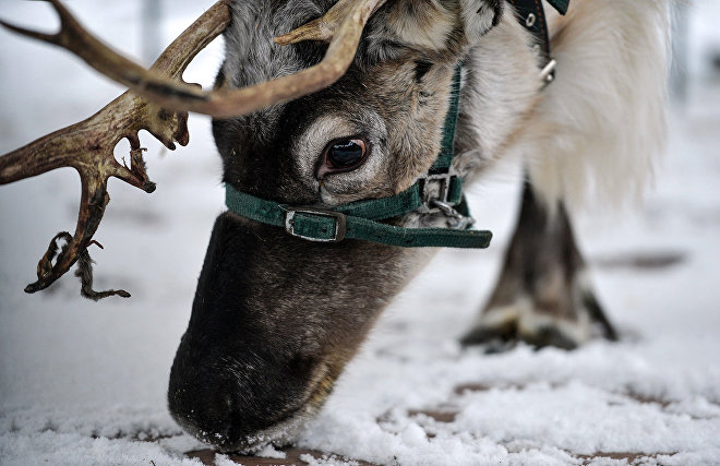 Yamal to conduct elk and wild reindeer count