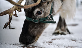 Animals can help preserve Arctic permafrost
