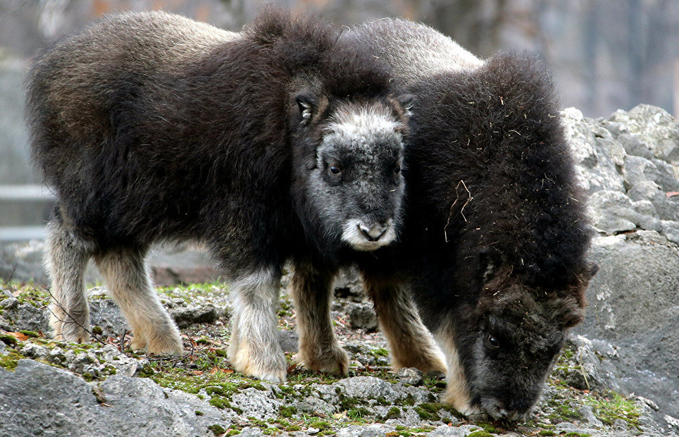 В 2017 году в Якутию завезут ямальских овцебыков