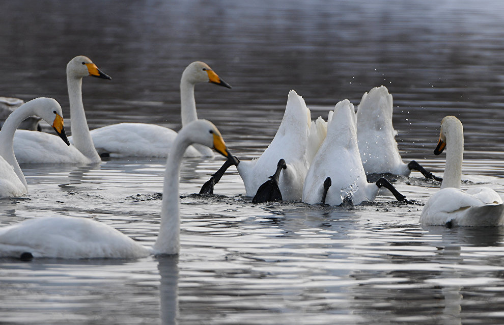 Swans are returning to Yamal following winter