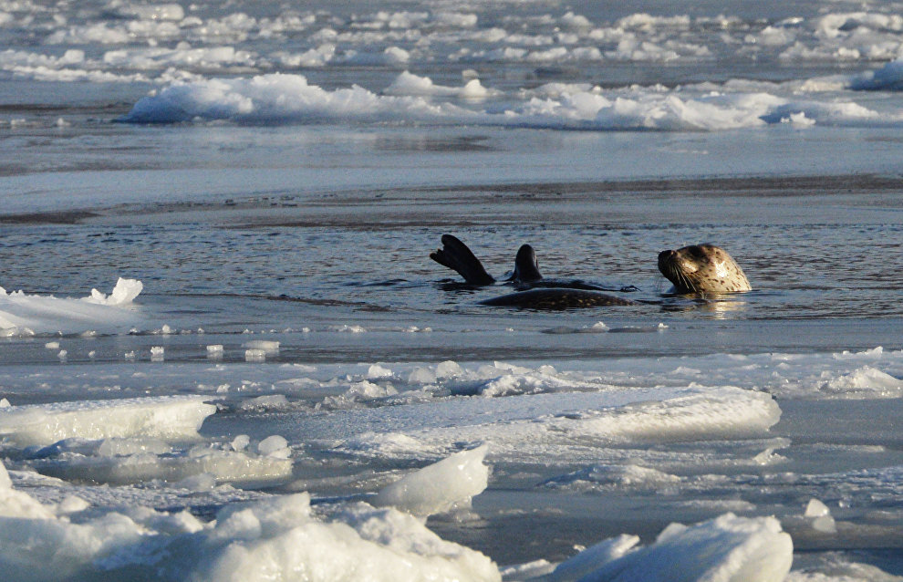 Seal population grows near Arctic Gate oil terminal