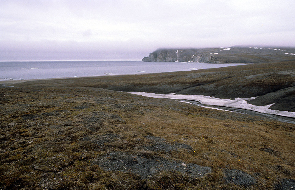 New plant species discovered on Wrangel Island