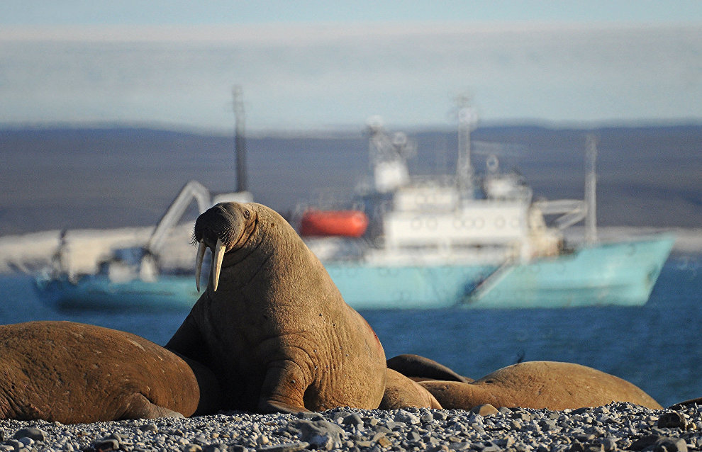 Численность моржей в Печорском море сокращается