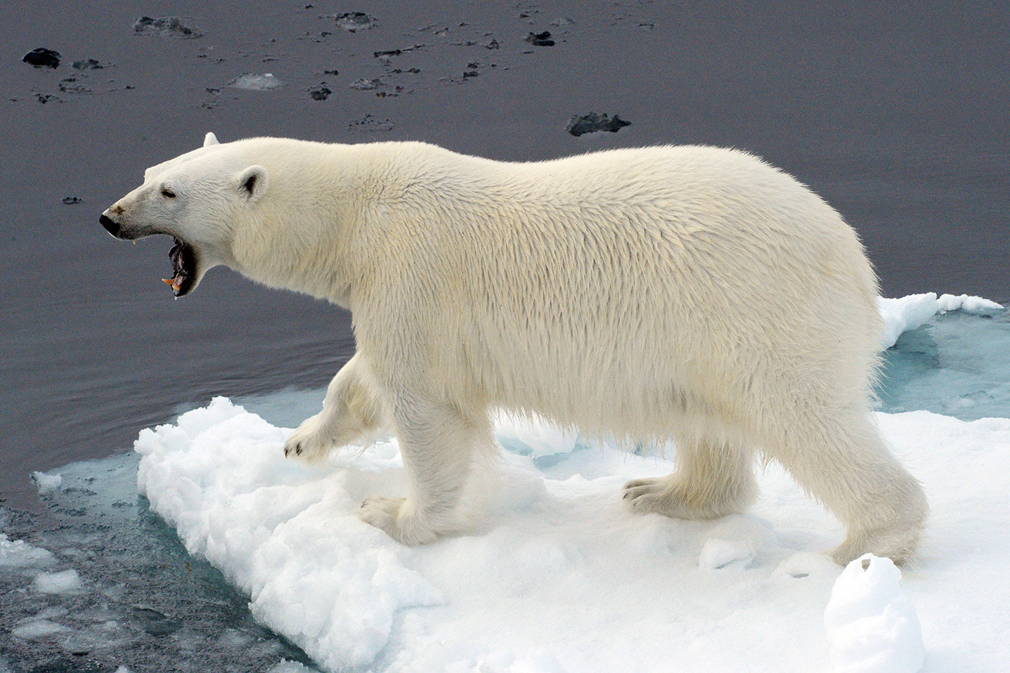 Полярный медведь Арктики