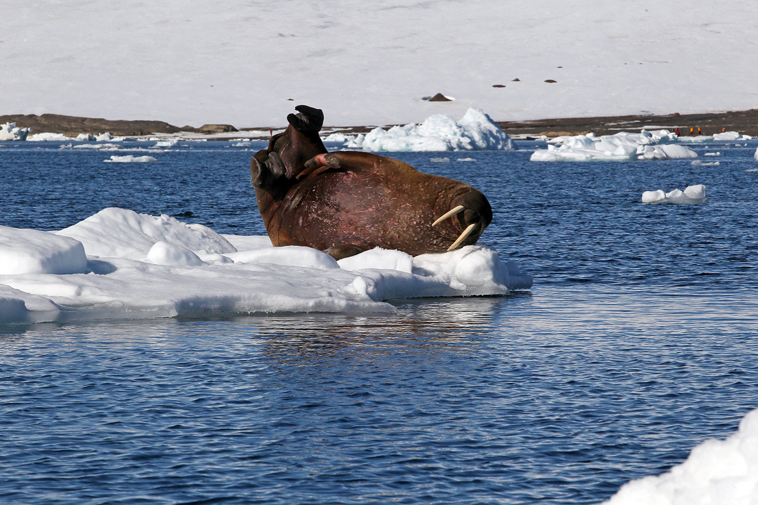 Морж на льдине у берегов одного из островов архипелага Земля Франца-Иосифа