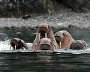 Walruses in the Senyavin Strait near Yttygran Island, Chukotka Autonomous Area