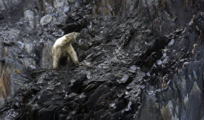 WWF assesses progress under polar bear conservation plan
