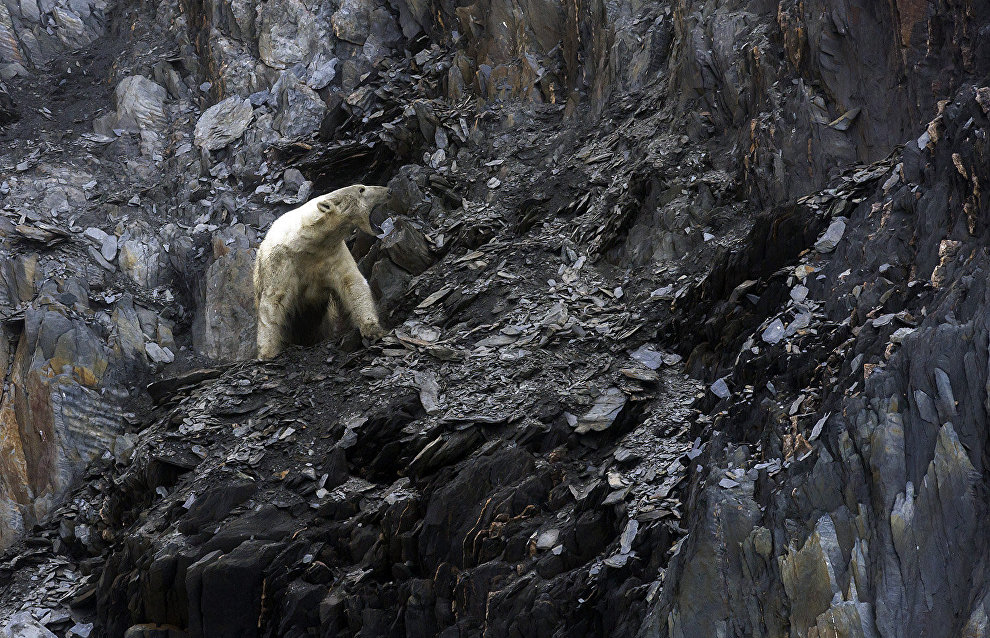 Polar bears in the Dragi Bay on Wrangel Island, Chukotka Autonomous Area