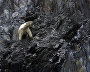 Белые медведи в бухте Драги на Острове Врангеля, Чукотский автономный округ