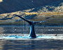 Whales in the Senyavin Strait, Bering Sea, Chukotka Autonomous Area
