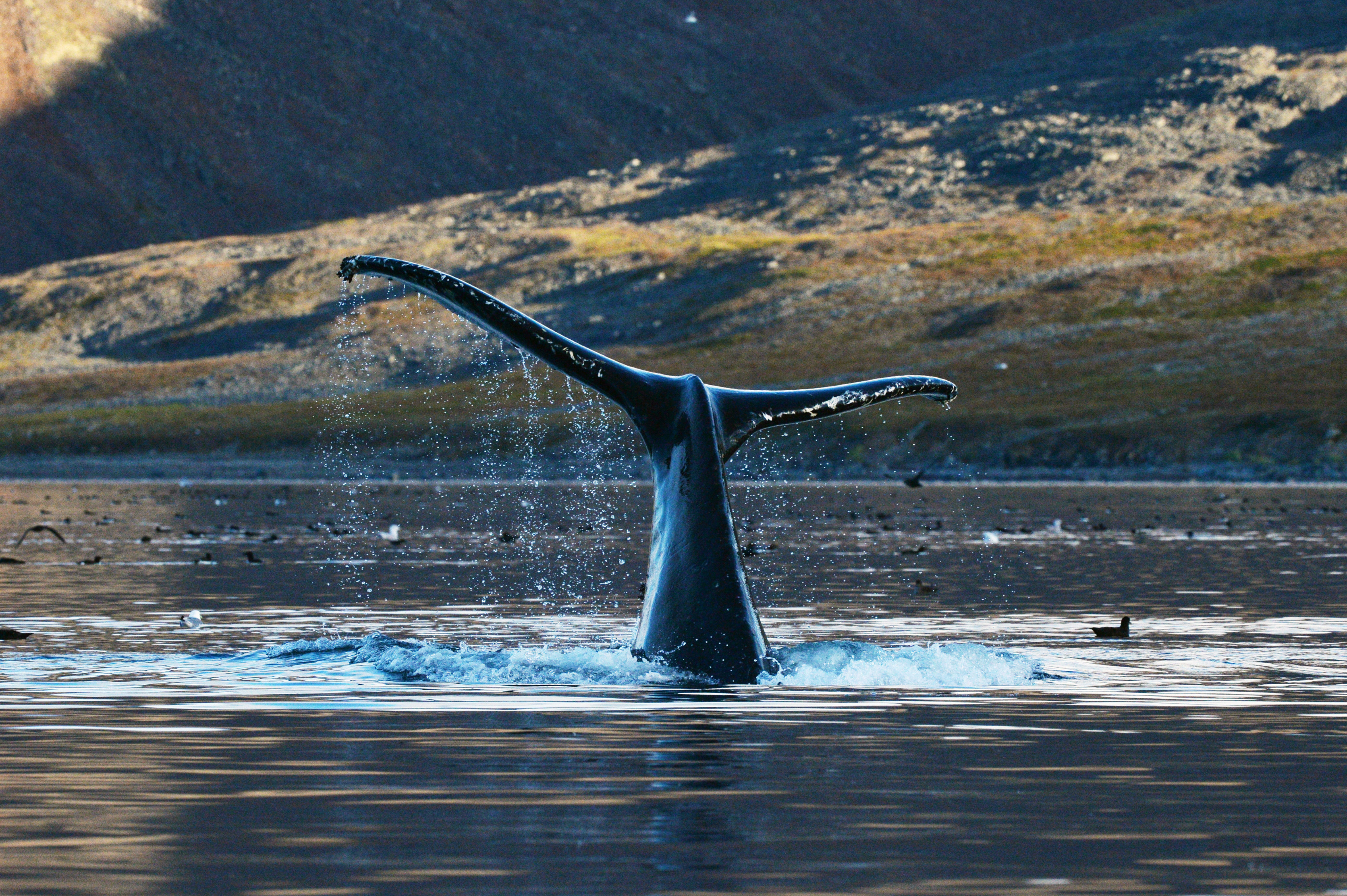 Остров Врангеля серый кит