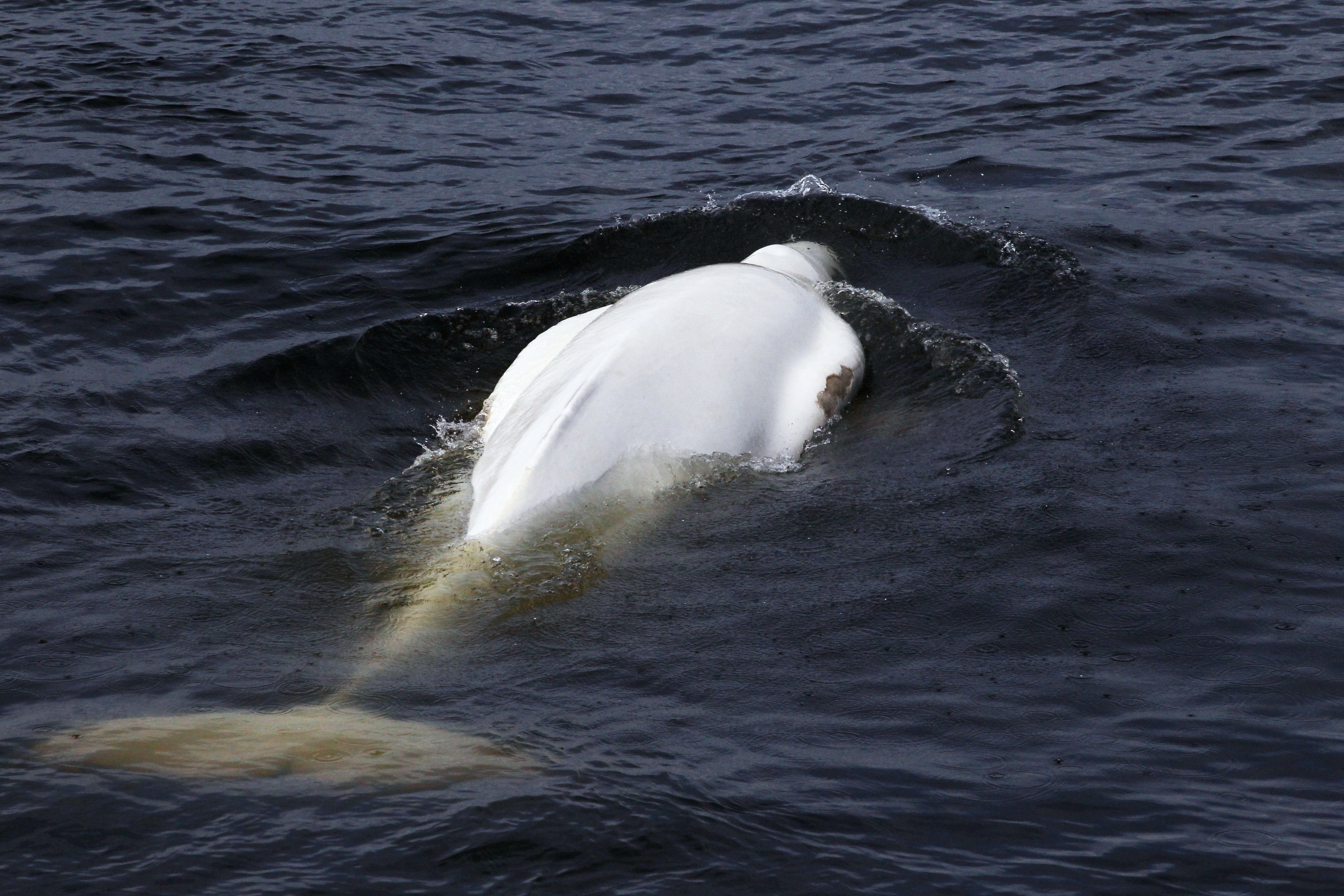 White whale in the water area of the Anadyr port in the Chukotka Autonomous Area