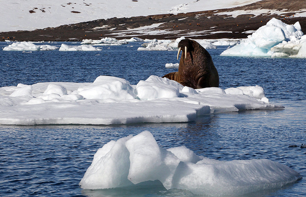 Gavrilo: Walrus population at Franz Josef Land reached pre-hunt level