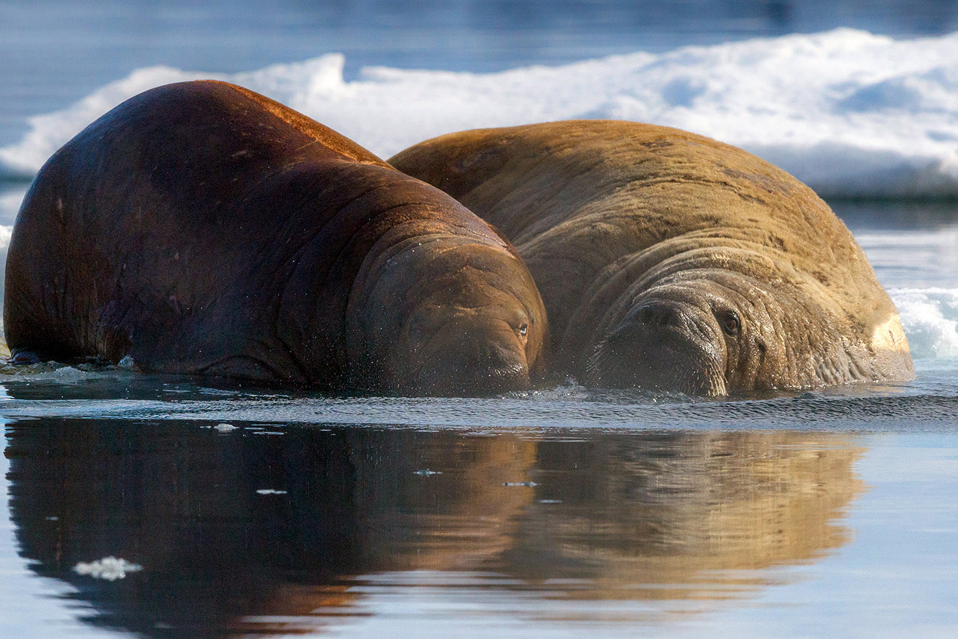 Walruses on an ice floe near an island at the Franz Josef Land Archipelago