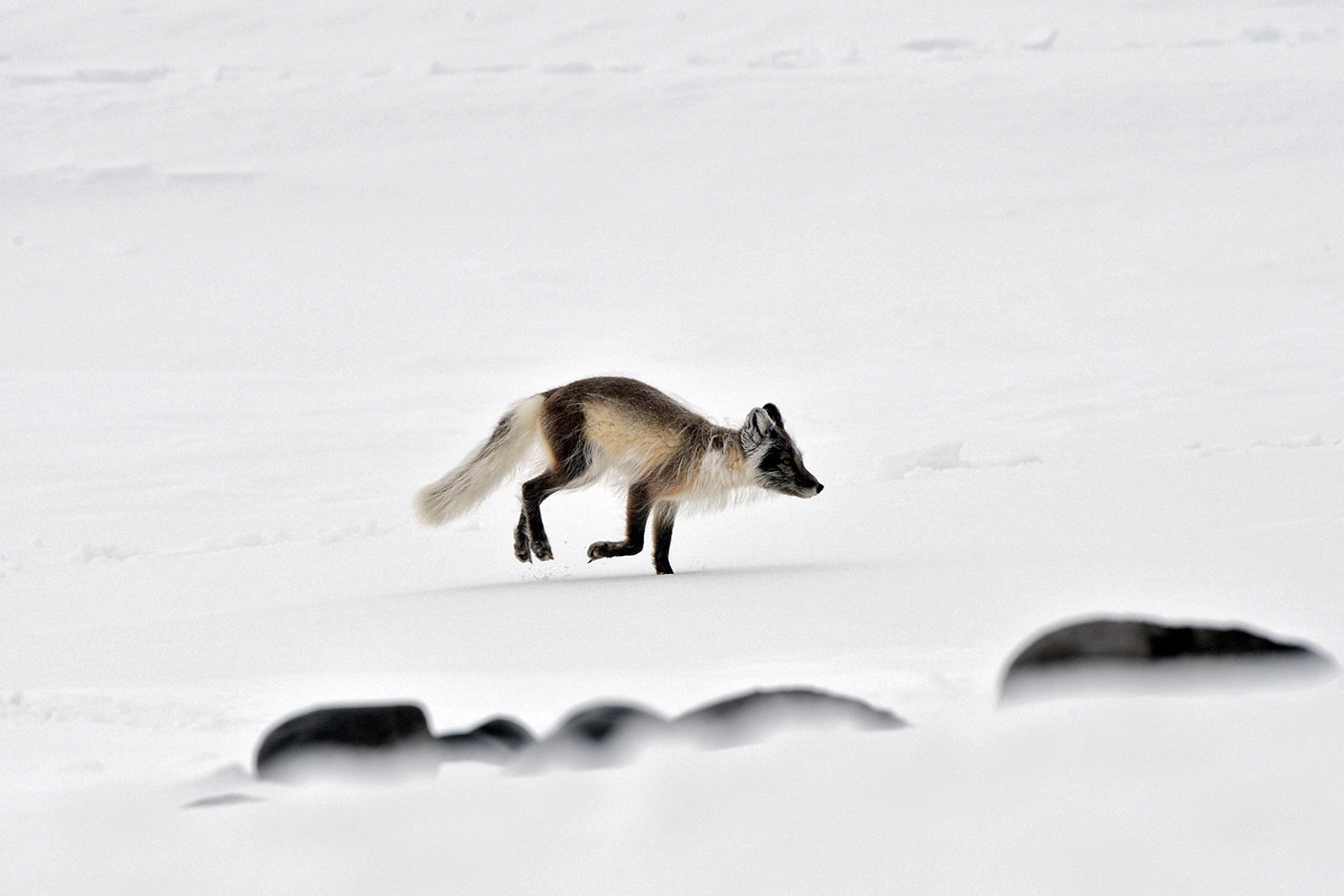 An Arctic fox on an island of the Franz Josef Land Archipelago