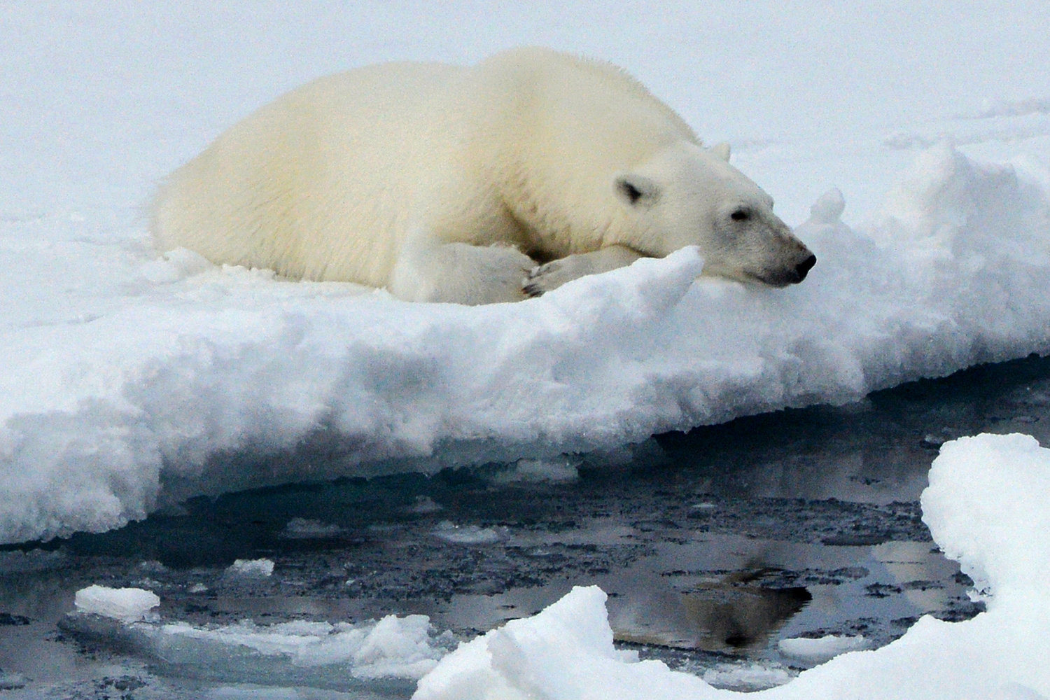 A polar bear on an ice flow in the Arctic Ocean