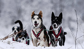 В Якутии разработали туры на собачьих упряжках по Арктике