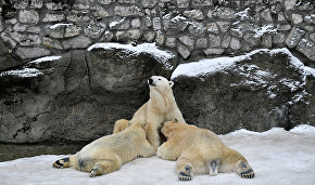В Московском зоопарке появятся павильона «Арктика» и «Амазония» с климатическим управлением