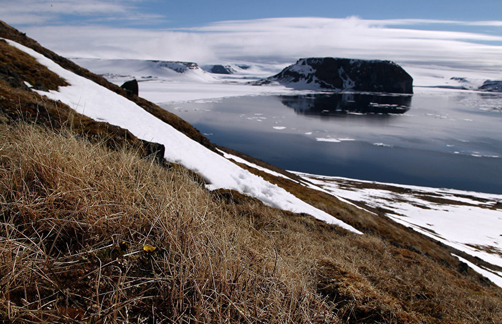 В Арктике обнаружены останки древнего медведя со следами кариеса