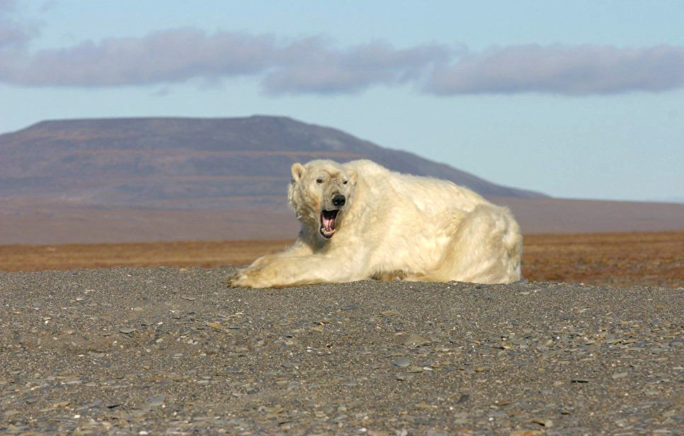 Adult male waits for ice. Chukotka Autonomous Area