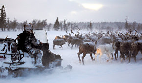 Yakutsk set to establish reindeer breeders’ training center