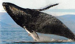 На Чукотке подготовили фотокаталог горбатых китов