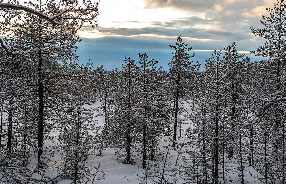 Artic Hectare program in Karelia to expand by 2,000 hectares
