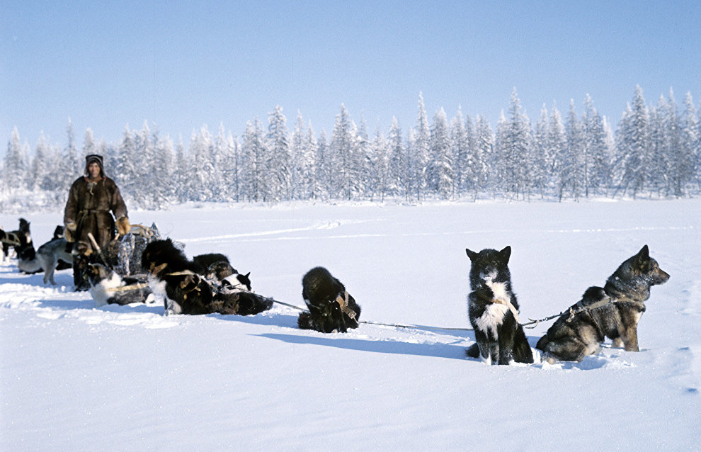 В Якутии намерены восстановить популяцию якутской охотничьей лайки