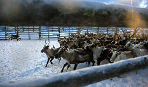 Protecting domesticated Yamal reindeer from their wild ‘relatives’
