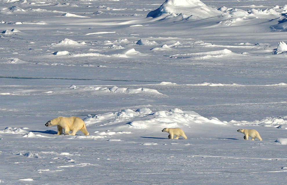В «Русской Арктике» начался сезон полевых научных экспедиций